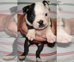 Boston Terrier Puppy for sale in CRKD RVR RNCH, OR, USA