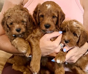 Goldendoodle (Miniature) Litter for sale in GILBERT, AZ, USA