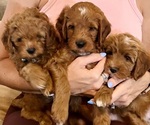 Small Goldendoodle (Miniature)