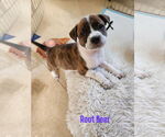 Small #1 Boston Terrier