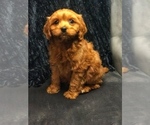 Small Photo #3 Cavapoo Puppy For Sale in BOWLING GREEN, KY, USA