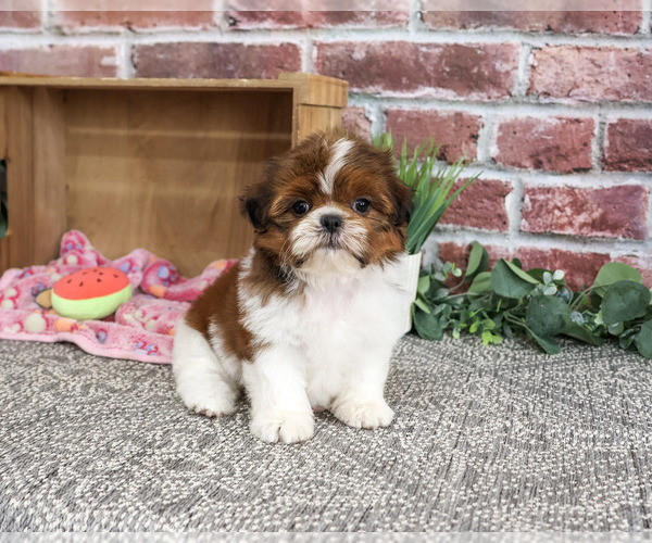 Medium Photo #2 Shih Tzu Puppy For Sale in SYRACUSE, IN, USA