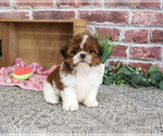 Small #1 Shih Tzu