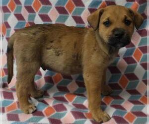 Mutt Dogs for adoption in Thief River Falls, MN, USA