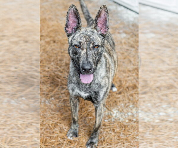 Medium Photo #2 Pharaoh Hound-Unknown Mix Puppy For Sale in Hilton Head, SC, USA