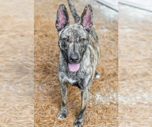 Terra - Female Pharaoh Hound-Unknown Mix Dog for Adoption - Photo #2