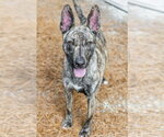 Small Photo #2 Pharaoh Hound-Unknown Mix Puppy For Sale in Hilton Head, SC, USA