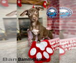 Small #5 Chiweenie