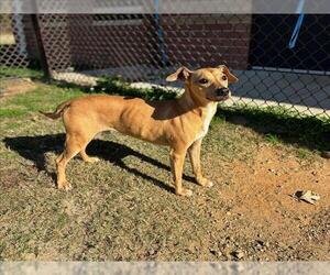 Labbe Dogs for adoption in Grovetown, GA, USA