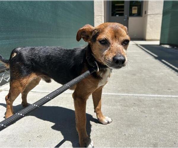 Medium Photo #1 Mutt Puppy For Sale in Martinez, CA, USA