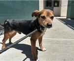 Small Mutt