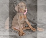 Small Photo #52 Doberman Pinscher Puppy For Sale in POMEROY, OH, USA