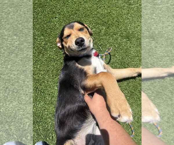 Medium Photo #2 Australian Shepherd Puppy For Sale in Salinas, CA, USA