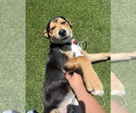 Small #1 Australian Shepherd