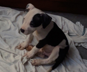 American Bully-American Pit Bull Terrier Mix Puppy for sale in LANSFORD, PA, USA