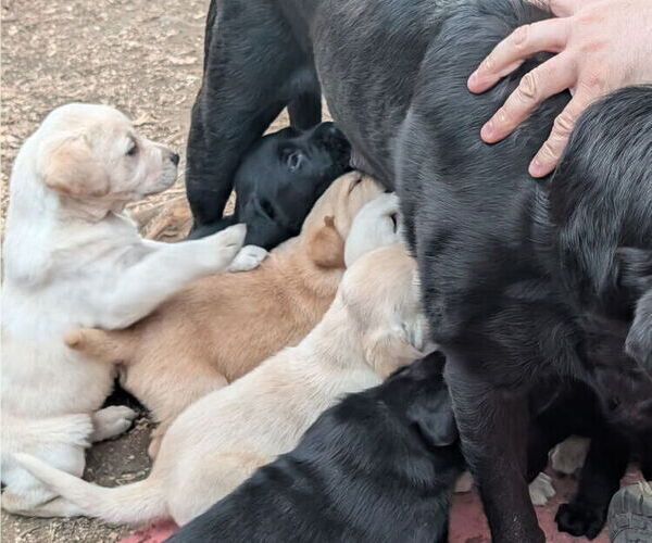 Medium Photo #4 Labrador Retriever Puppy For Sale in SHELTON, WA, USA