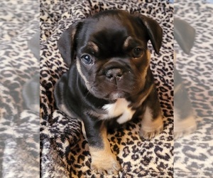 French Bulldog Puppy for sale in EVERETT, WA, USA