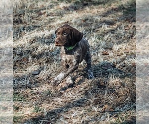 German Shorthaired Pointer Dog for Adoption in ELNORA, Indiana USA