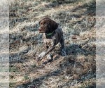 Small Photo #1 German Shorthaired Pointer Puppy For Sale in ELNORA, IN, USA