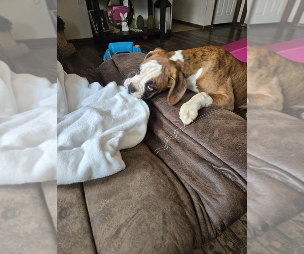 Medium Photo #4 Boxer Puppy For Sale in LAUREL, DE, USA