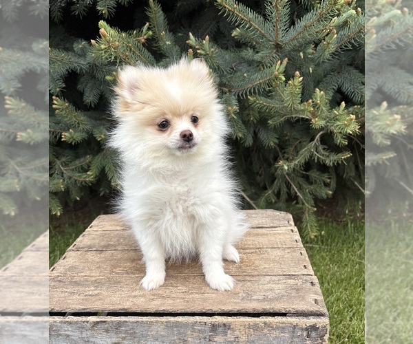 Medium Photo #2 Pomeranian Puppy For Sale in MIDDLEBURY, IN, USA
