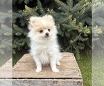 Small #1 Pomeranian
