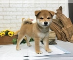 Small Photo #9 Shiba Inu Puppy For Sale in REDWOOD CITY, CA, USA