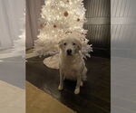 Small #3 Great Pyrenees Mix
