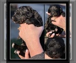 Small Photo #8 Bernedoodle Puppy For Sale in OVERLAND PARK, KS, USA