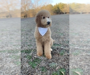 Goldendoodle Puppy for Sale in CHESNEE, South Carolina USA