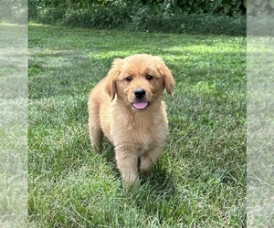 Golden Retriever Puppy for sale in FRANKLIN, IN, USA