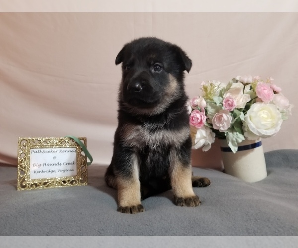 Medium Photo #1 German Shepherd Dog Puppy For Sale in KENBRIDGE, VA, USA