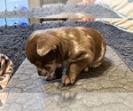 Small #2 Chihuahua