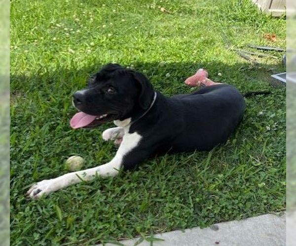 Medium Photo #2 American Pit Bull Terrier Puppy For Sale in Houston, TX, USA