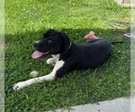 Small #1 American Pit Bull Terrier