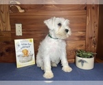 Small Photo #6 Schnauzer (Miniature) Puppy For Sale in BIG CABIN, OK, USA
