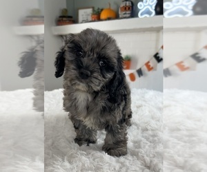 Cockapoo Puppy for sale in INDIANAPOLIS, IN, USA