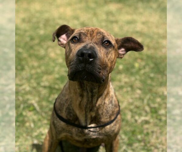 Medium Photo #2 American Pit Bull Terrier-Unknown Mix Puppy For Sale in Texas City, TX, USA