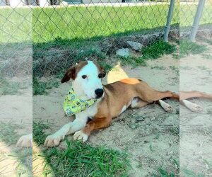 Mutt Dogs for adoption in Shelburne, VT, USA