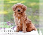 Denver - Male Cavapoo (Miniature) Puppy for Sale - Photo #4