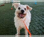 Small #1 Poodle (Miniature) Mix