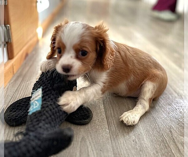 Medium Photo #9 Cavalier King Charles Spaniel Puppy For Sale in CARLISLE, KY, USA