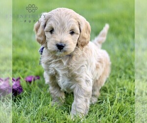 Cock-A-Poo Puppy for sale in CHRISTIANA, PA, USA