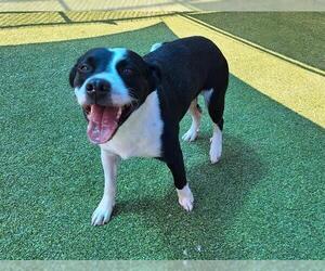 Labrador Retriever-Unknown Mix Dogs for adoption in Grand Prairie, TX, USA