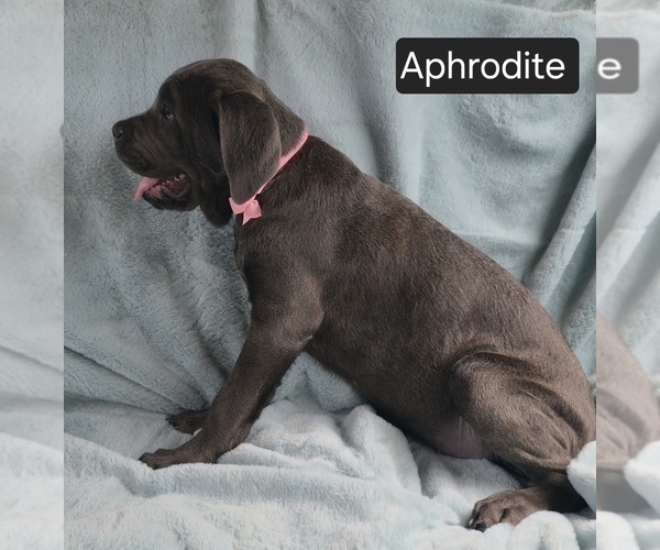 Medium Photo #13 Cane Corso Puppy For Sale in MINERAL WELLS, WV, USA