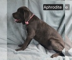 Small #12 Cane Corso