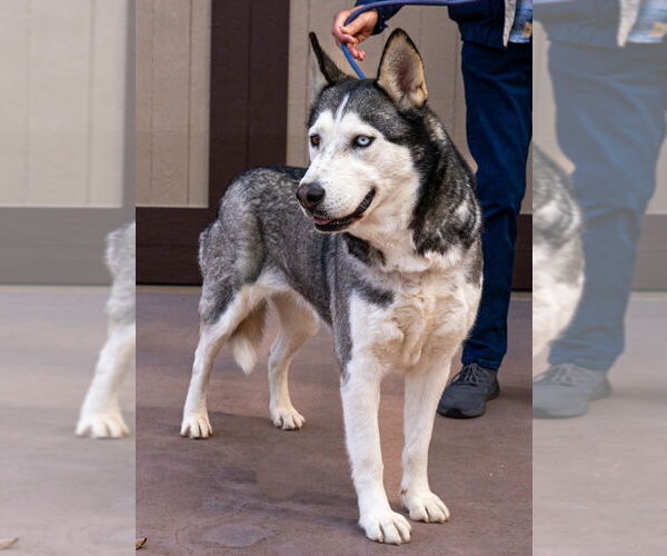 Medium Photo #4 Siberian Husky-Unknown Mix Puppy For Sale in Lake Forest, CA, USA