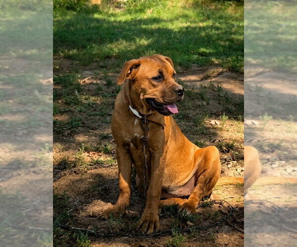 Medium Photo #1 Mutt Puppy For Sale in Vail, AZ, USA