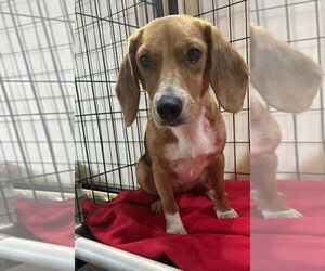 Beagle Dogs for adoption in Foristell, MO, USA