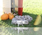 Small Photo #4 Weimaraner Puppy For Sale in HEMLOCK, MI, USA